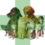 pet cbd catalog category